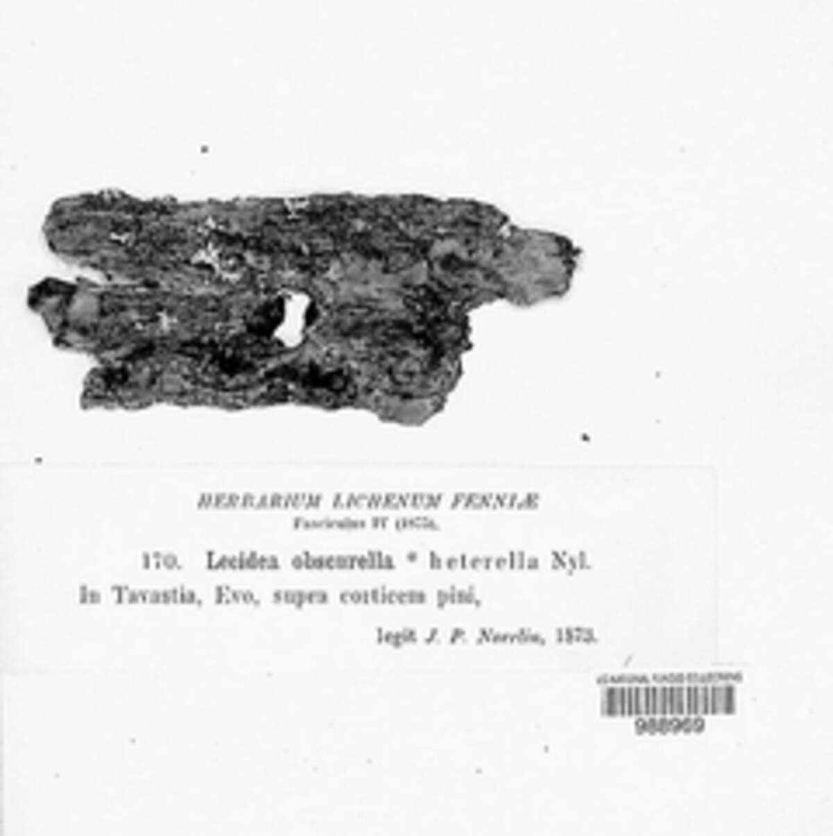 Bilimbia tetramera image